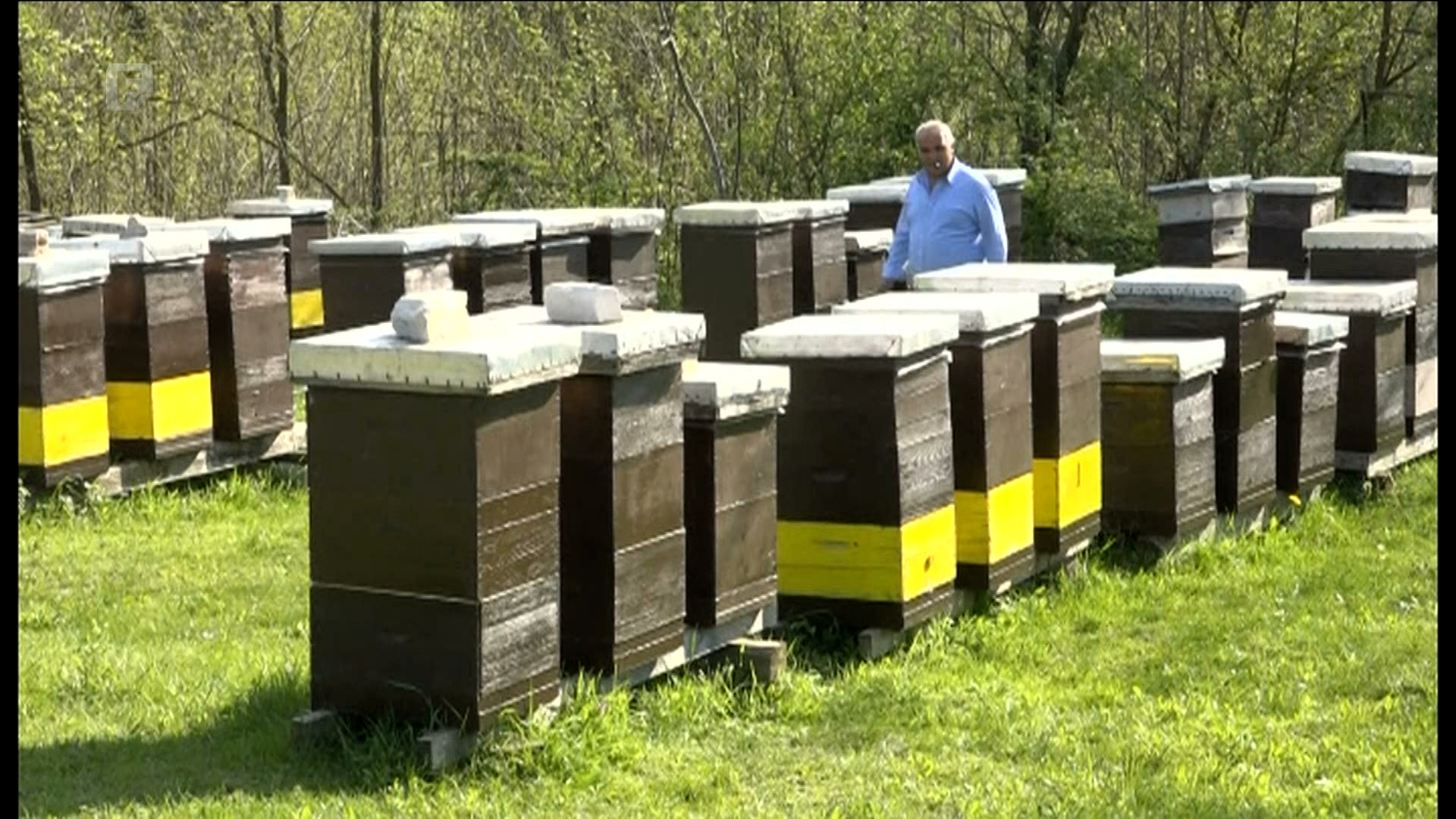 Zaštitimo pčele, spasimo ekosistem